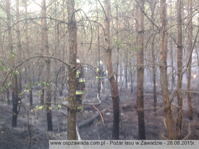 OSP Zawada - Pożar lasu w Zawadzie - 28.08.2015